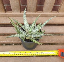 Aloe silver star young - aloe, star.