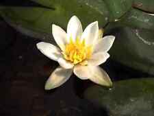 Nymphaea "Pygmaea Alba" Water Lily Pond Plant