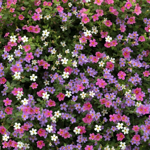 Bacopa topia mix - mix, garden