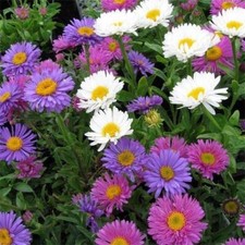 Aster Alpine Trimix, Hardy HP, Sow October-March, 30 Seeds, Alpine Daisy Mixed