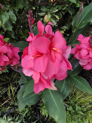 Bargain cannova rose canna - 30,