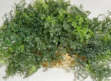 6 in. wide SMALL GLOSSO Baby