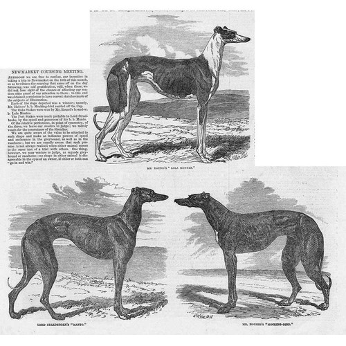 Newmarket coursing meeting - newmarket,