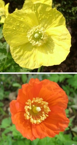 Welsh poppy seeds meconopsis - , -meconopsis