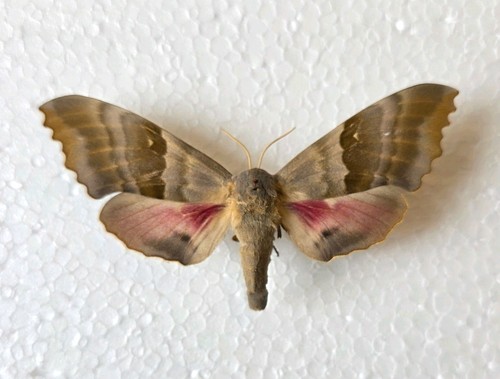 Pachysphinx modesta set - modesta,