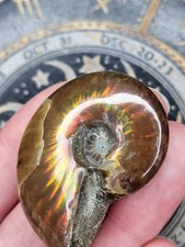 Ammonite fossil high - ammonite,