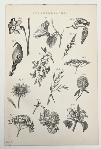 Inflorescence flowers - flowers,