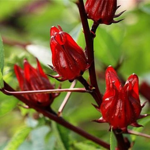 100 roselle seeds sour - 100,