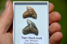 PAIR OF  RARE JAVAN TIGER SHARK TEETH, INDONESIAN ! , N14