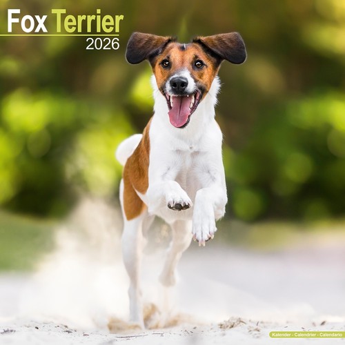 Fox terrier 2026 calendar - terrier, |