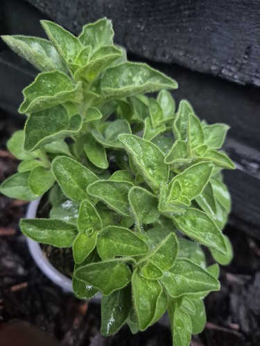 Oregano plant highly aromatic - plant,