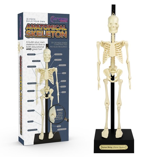 Funtime anatomical skeleton - funtime,