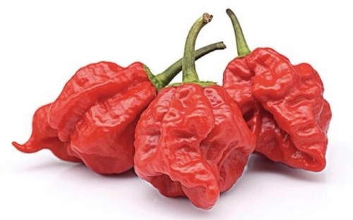 World hottest chilli - world’s,