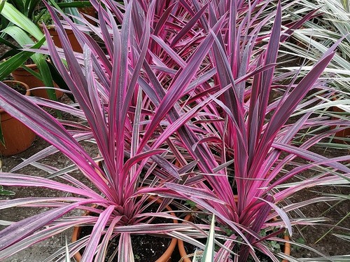 Cordyline australis pink - cordyline, 'pink