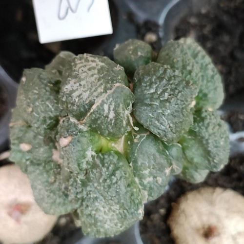 Ariocarpus cauliflower hybrid - ariocarpus,
