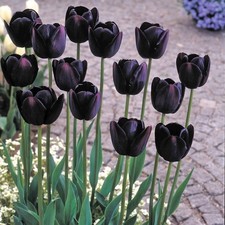 Queen Of The Night Tulip 10, 25 or 50 Bulbs Spring Flowers Purple Black