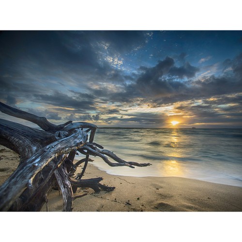 Driftwood beach sunset ocean - beach,