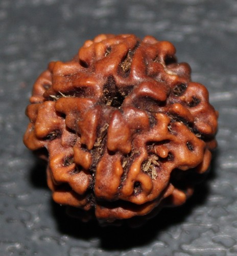 Nepalese four char mukhi - char, 4