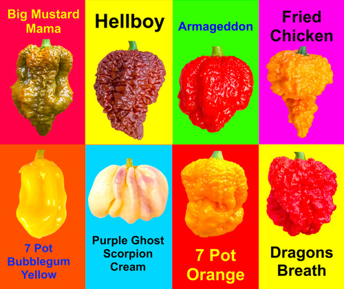 Worlds hottest chilli pepper - hottest,