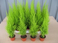 Box of 6 Goldcrest Conifer Cupressus Wilma 9cm Pot Hardy Golden Evergreen Plants
