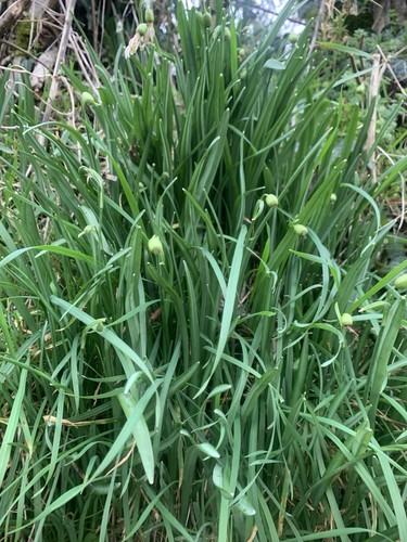 50x snowdrops the green - snowdrops, in