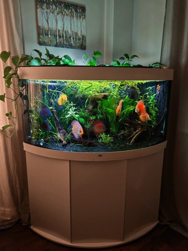 Trigon 350l aquarium co2 - 350l, 6