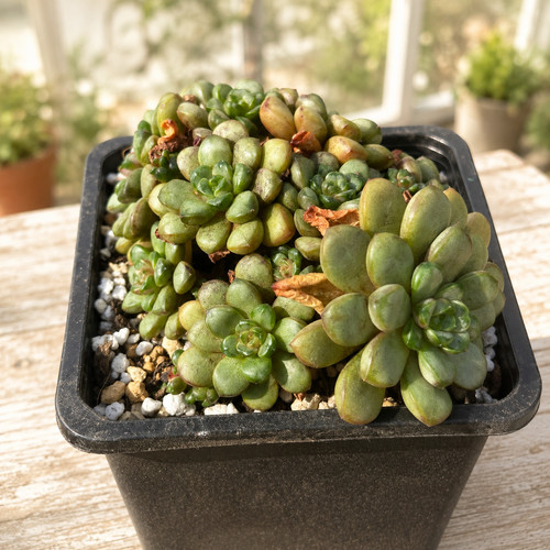 Graptoveria amethorum grape - graptoveria,