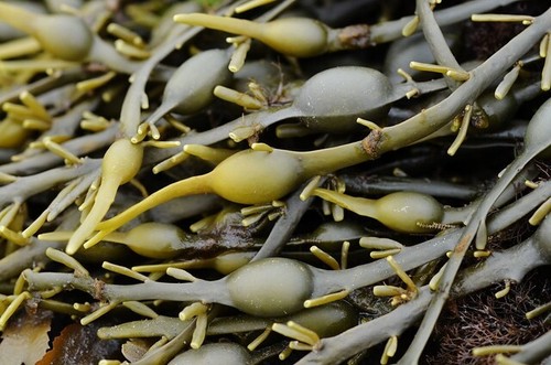 Dried egg wrack - dried,