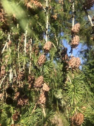 150 larch cones - 150,