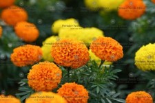 ORGANIC FLOWER AFRICAN