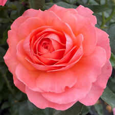 Rose 'Precious Memories', Established Plant in 4 Litre Pot, Ready to Plant Rose