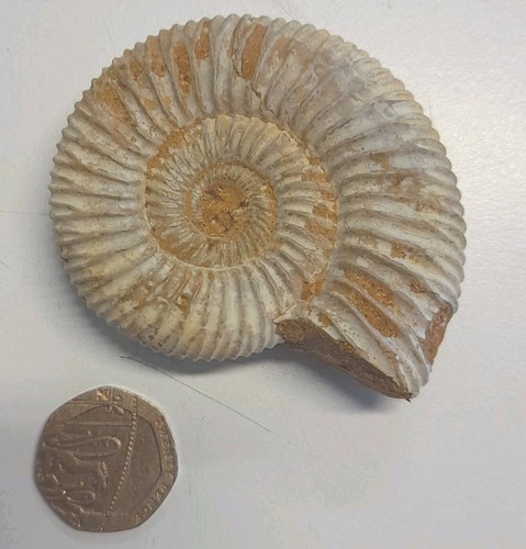 Ammonite shell fossil spiral - ammonite,