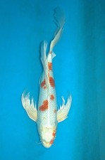 18-19" Butterfly Kujaku Koi