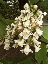 2x Catalpa ovata - Yellow