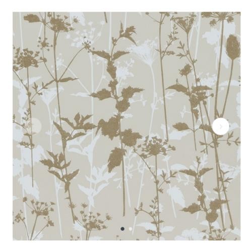 Harlequin kallianthi nettles - harlequin,