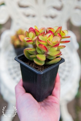 Live plants crassula - live, ovata