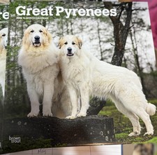 Pyrenean mountain , great Pyrenees dog  Calendar 2026 large 12” square New 