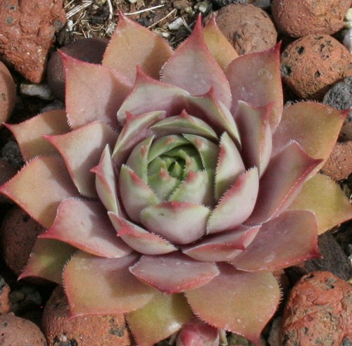 Sempervivum tederheid - tederheid,