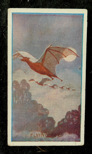 Flying fox sniders abrahams - fox, &