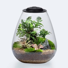 Betta Terrarium Glass Bio Bowl