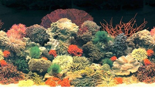 Aquarium fish tank vivarium - fish,