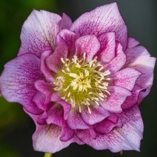 Winter Flowering Plant, Hellebore Double Ellen Pink, hardy, shade loving, 9cm
