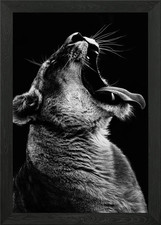 Female Lion Head Framed Wall