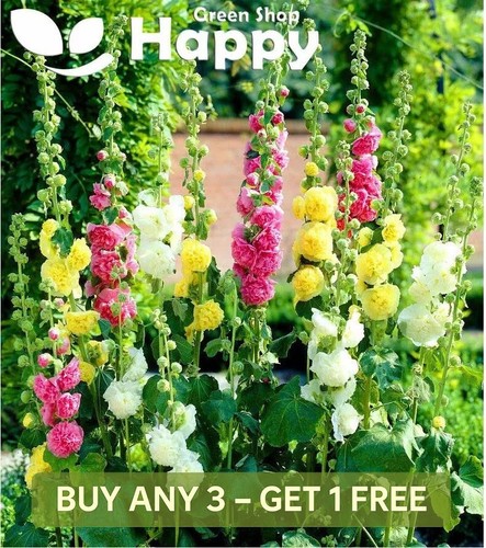 Hollyhock summer carnival - hollyhock,