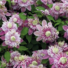 Clematis Hardy Climbing Shrub