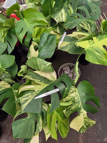 Monstera deliciosa aurea - aurea, large