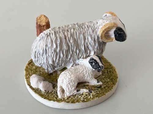 Peter fagan sheep lamb - sheep, &