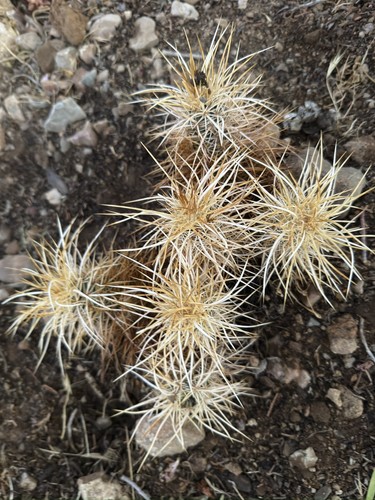 Echinocereus engelmannii - echinocereus,