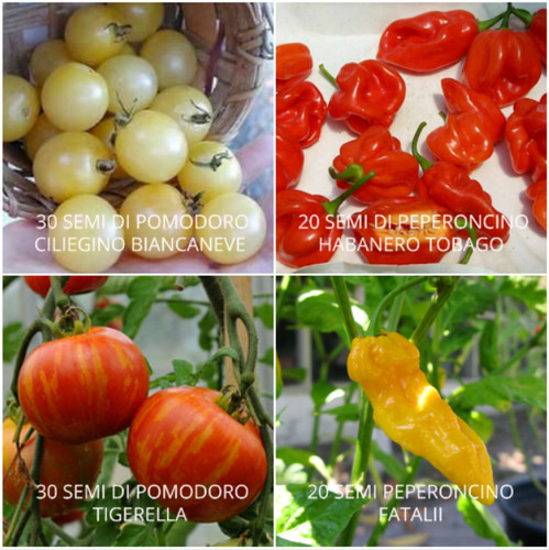 100 seeds tomatoes and - of,