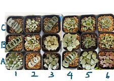 Large Leafs Rare Haworthia in 10cm pot -YWGWYS-succulent cuctus house plant